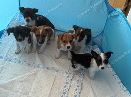 Bob tail jack Russel puppies