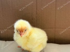 Mixed breed barnyard day old chicks