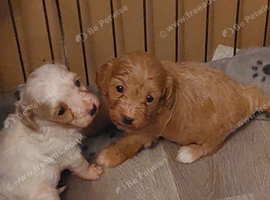 Beautiful Cavapoo Puppies