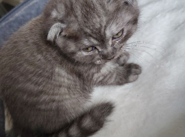 Chinchilla Scottish fold kittens