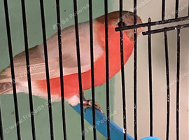 2026 male Bullfinches Native and Siberian
