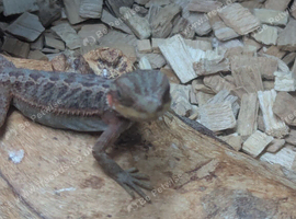 2 baby bearded dragons with full setup