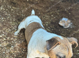 Jack Russell female