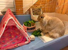 Bonnie the lop