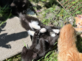 Domestic shorthair kittens
