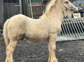 Palomino colt foal to make 14.2:3