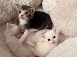 Beautiful kittens