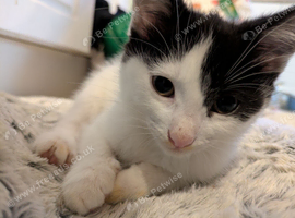 4 beautiful kittens