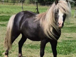 Silver dapple stallion