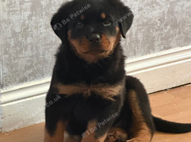 female rottie