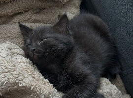 Kittens