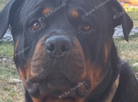 German shepherd x Rottweiler puppies