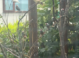 Java Sparrows and Diamond Doves
