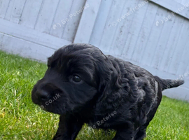 Cocker Spaniel Puppies