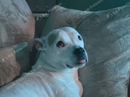 American Staffy (READ DESCRIPTION)