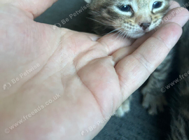 Adorable kittens for sale