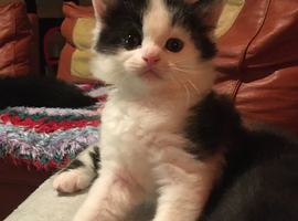 Ragdoll x British short haired