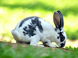 Stunning Mini rex male Genetically rare colour