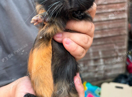 4X Baby Male Guinea Pigs