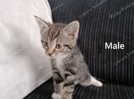 Beautiful Kittens looking for loving homes