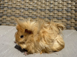 5 very Handsome long haired baby guinea pigs.