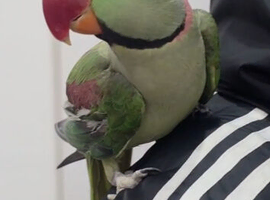 Stunning Semi-Tamed Alexandrine Parrot for Sale &ndash; Complete Setup Included!