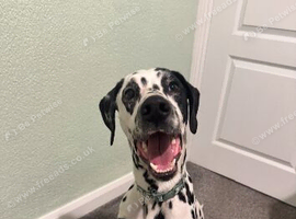 Dalmatian Boy 14 months old