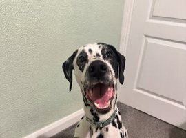 1 year old Dalmatian for sale