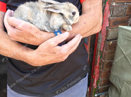 Baby rabbits