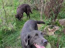 Lovely Adult Labrador