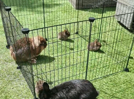 One mini Lop mixed with Netherland dwarf Bunny