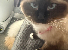 Male longhair Ragdoll stud wanted