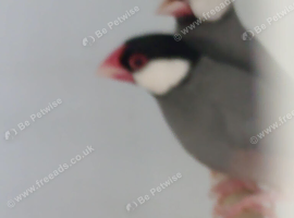 Javas