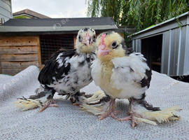 Barbu D'uccle Chicks (Sexed)