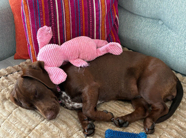 Dachshund cross springer spaniel for sale &pound;100.00