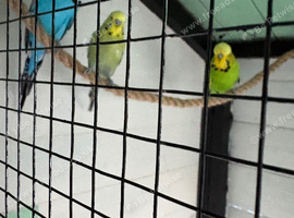 Exhibition budgies