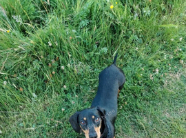 Lovely female Dachshund 2 years old