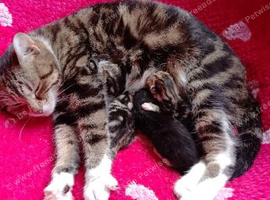 Kittens for rehome