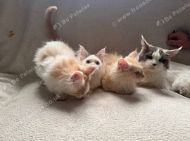 Maine Coon Kittens
