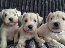 COCO'S BEAUTIFUL THIRD & FINAL LITTER  Miniature Schnauzer