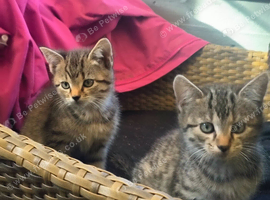 Stunner Tabby Kittens for sale
