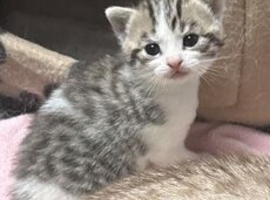 Silver and white tabby boy