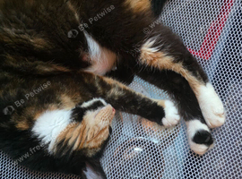 A lovely tortoiseshell cat