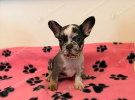 K.c French bulldog