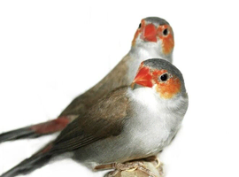 Wanted orange cheeked waxbills
