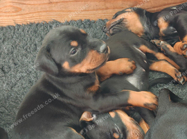 KC registered puppies