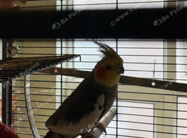 Disco