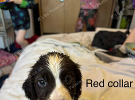 Beautiful spocker puppies