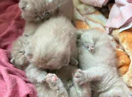 4 lilac british shorthairs