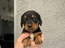 Miniature Dachshund